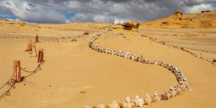 Tour Egypt’s Valley of the Whales