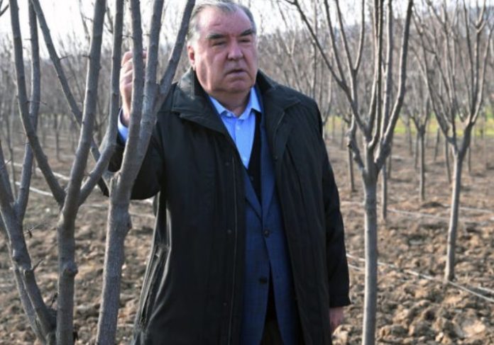 President Emomali Rahmon briefed on growth of rare plants in “Green Country”