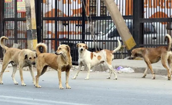 5 CDA urged to expand stray dog control operations in Islamabad