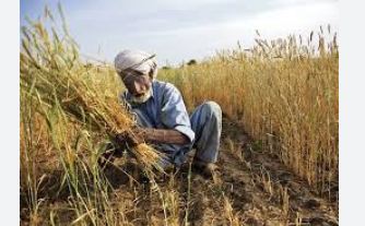11 PARC, KOPIA organize Farmer Field Day in Punjab