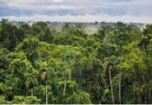 Brazil launches fund to reward nations that protect forests Brazil launches fund to reward nations that protect forests