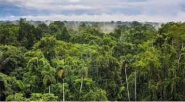 21 Brazil launches fund to reward nations that protect forests