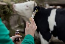 Efforts on to ensure better healthcare services for livestock Efforts on to ensure better healthcare services for livestock