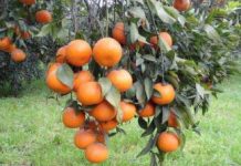 Punjab starts work on seedless, pigmented kinnow varieties Punjab starts work on seedless, pigmented kinnow varieties