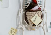 Does gut health shape how we age? Does gut health shape how we age?