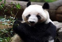 Crowds flock to Tokyo zoo to see pandas before they leave for China Crowds flock to Tokyo zoo to see pandas before they leave for China