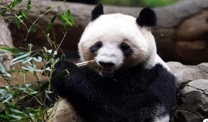 00000 Crowds flock to Tokyo zoo to see pandas before they leave for China