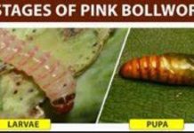 Agriculture dept for off-season strategy to control pink bollworm Agriculture dept for off-season strategy to control pink bollworm