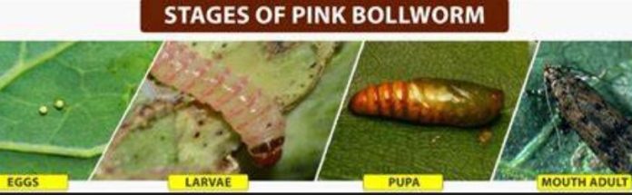 Agriculture dept for off-season strategy to control pink bollworm