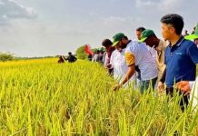 1,000 Pakistani agricultural professionals trained in China 1,000 Pakistani agricultural professionals trained in China