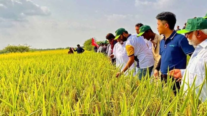 1,000 Pakistani agricultural professionals trained in China 