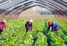 Progress on agriculture projects reviewed Progress on agriculture projects reviewed