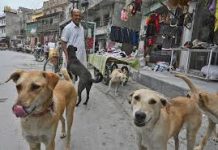 Drive to seize stray animals, roaming in city streets, launched in Mirpur AJK