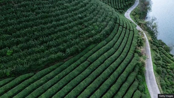 On the hunt for China's most famous green tea