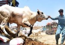 Islamabad rolls out Eid ul Adha traffic plan for cattle markets