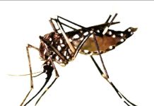24 people detained, 5 premises sealed as ICT admin steps up dengue enforcement drive 24 people detained, 5 premises sealed as ICT admin steps up dengue enforcement drive