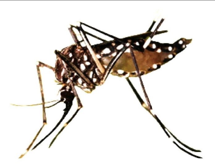 24 people detained, 5 premises sealed as ICT admin steps up dengue enforcement drive