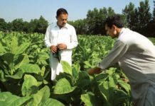 Unrest amongst tobacco growers, government need to play a role Unrest amongst tobacco growers, government need to play a role