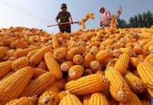 TDAP trains farmers on new China maize protocol to boost exports TDAP trains farmers on new China maize protocol to boost exports