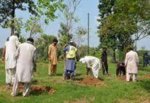 CDA’s Citywide Tree Plantation Drive Continues in Full Swing; Citizens Appreciate CDA’s Efforts CDA’s Citywide Tree Plantation Drive Continues in Full Swing; Citizens Appreciate CDA’s Efforts