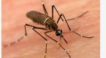 Rawalpindi confirmed dengue tally reaches 53 with zero fatalities Rawalpindi confirmed dengue tally reaches 53 with zero fatalities